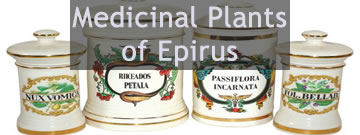 Medicinal Plants of Epirus